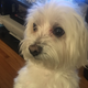 Image for article titled Bloodstained Made Me Fight The Disembodied Head Of My Dog